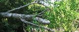 Tree.jpg image by linuvian